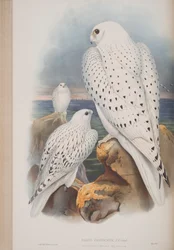 Grönlandsfalk, tallrik från The Birds of Great Britain av John Gould, publicerad 1862-73 (handfärgad litho)